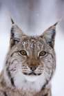 Close-up portrait of a European lynx Polar Park-Bardu-Troms-Norway Art Print